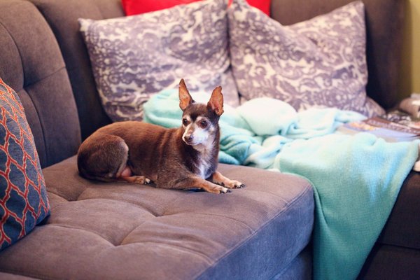 What's the Best Method for Socializing a Shy Chihuahua?
